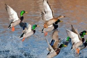 Drake Waterfowl Wallpaper 2560x1600 download