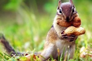 widescreen Chipmunk Wallpaper 1920x1080 for mac