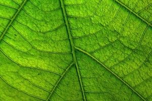 Leaf Wallpaper 1440x2560 PC