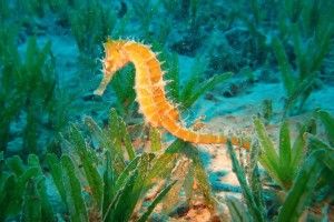 popular Seahorse Wallpaper 2560x1600