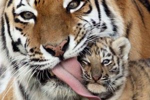 popular Tiger Desktop Backgrounds 1920x1080 windows xp