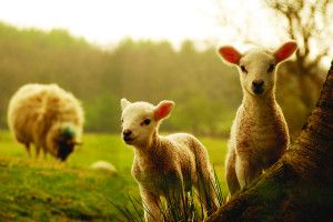 download Sheep Wallpaper 2560x1600 image