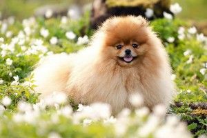 Pomeranian Wallpaper 1920x1200 for iphone 5