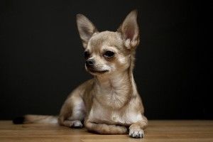 Chihuahua Wallpaper 1920x1200 macbook