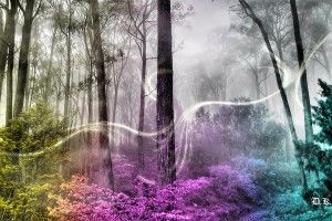 download Enchanted Wallpaper 2560x1600