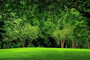 popular Green Forest Wallpaper 1920x1080 cell phone