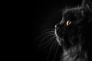 cool Wallpaper Black Cat 1920x1080