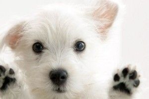 Puppy Desktop Backgrounds 1920x1080 images