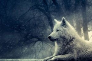 large Wolf Desktop Background Pictures 1920x1080 image