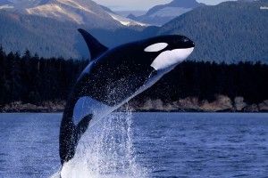 amazing Killer Whale Wallpaper 1920x1200