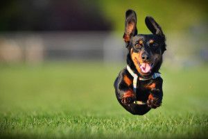 download Dachshund Wallpaper 2560x1600 screen