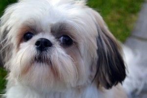 Shih Tzu Wallpaper 1920x1080 for samsung galaxy
