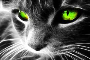 cool wallpapers hd 1920x1200 for phone