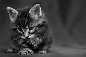 best wallpaper hd 1080p black 1920x1080