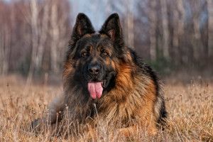 German Shepherd Police Dog Wallpaper 1920x1200 meizu
