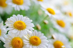 download free Daisy Flower Wallpaper 2560x1600 for tablet