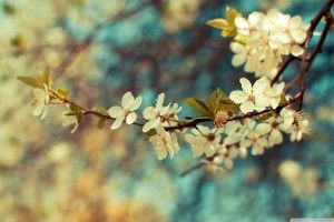 vertical Beautiful Day Wallpaper 2560x1600