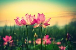 top Lotus Flower Wallpapers 2880x1800
