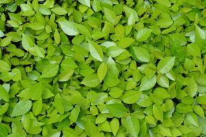 cool leaves background 4320x2432 for tablet