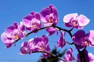 beautiful Purple Orchid Wallpaper 1920x1200 screen