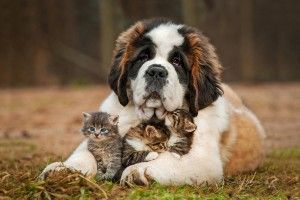 St Bernard Wallpapers 2560x1681 ios