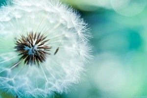 best Dandelion Wallpaper 1920x1080 for xiaomi
