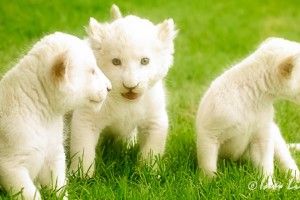 Wallpaper of White Lion 2803x1440 xiaomi