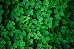 popular shamrock background 2560x1600