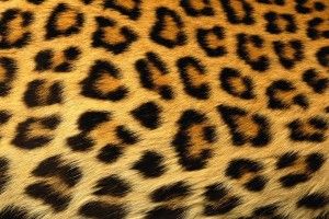 most popular Pictures of Cheetah Print Wallpaper 1920x1200 windows