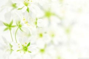 vertical White Flower Wallpaper 1920x1080 for computer
