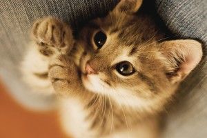 full size Baby Kitten Wallpaper 2560x1600 high resolution