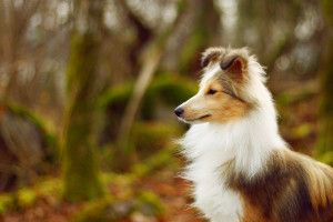most popular Sheltie Wallpaper 2048x1377 1080p