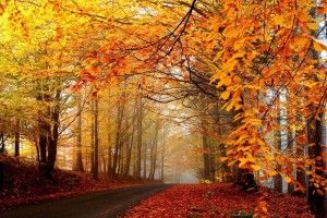 gorgerous Fall Trees Background 1920x1200 for xiaomi