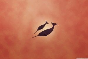 Narwhal Wallpapers 2560x1600 ios