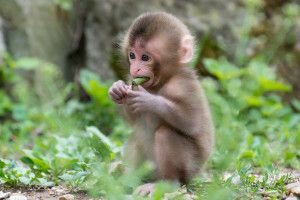 Monkey Wallpapers HD 2048x1152 Desktop