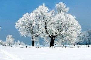 free Winter Tree Wallpaper 1920x1080 for lockscreen