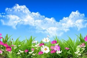 Springtime Background 1920x1200 download