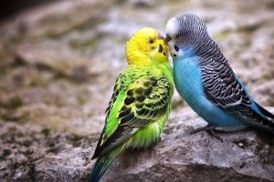 best Parakeet Wallpaper 1920x1080 for windows 7
