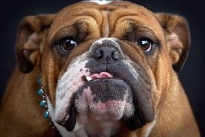 English Bulldog Wallpaper 1920x1200 for iphone