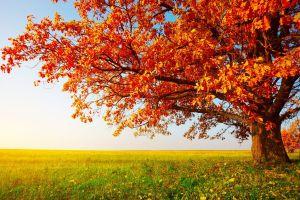 free autumn wallpaper widescreen 1920x1200 for desktop
