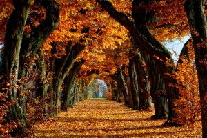 vertical Fall Pics Wallpaper 2560x1600