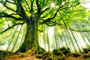 free Tree Background Images 1920x1200 screen