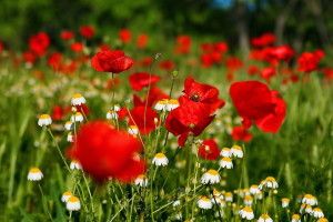 beautiful Flower Wallpaper for Desktop 1920x1183 for phones