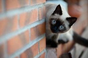free download Siamese Cat Wallpaper 2560x1600 photo