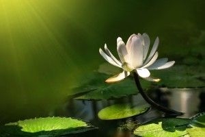 Lily Pad Wallpaper 2560x1600 for iphone 6