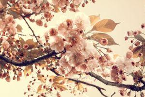 popular tumblr backgrounds vintage 1920x1080 720p