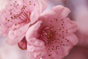 pretty wallpapers 3888x2592 for tablet