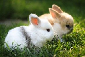 gorgerous Baby Bunny Wallpaper 2560x1600