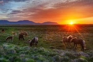 full size Wild Horses Wallpaper 2560x1920