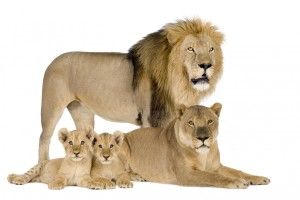Lion White Background 1920x1422 high resolution